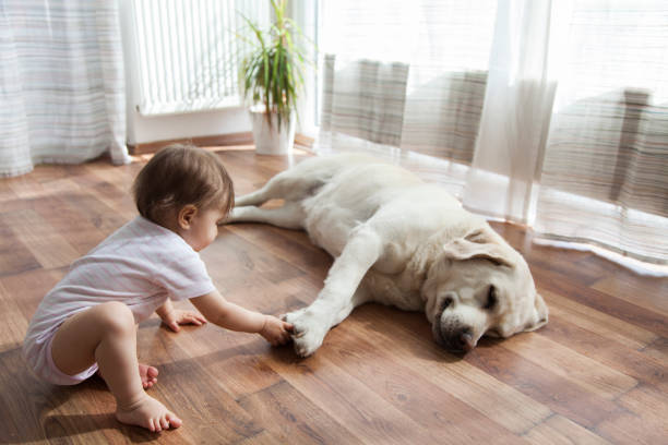 Kid playing with dog | J/K Carpet Center, Inc